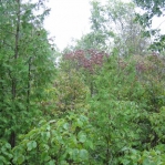 2007_09_07_17_03.JPG