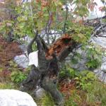 2007-10-07-14-49-H.JPG